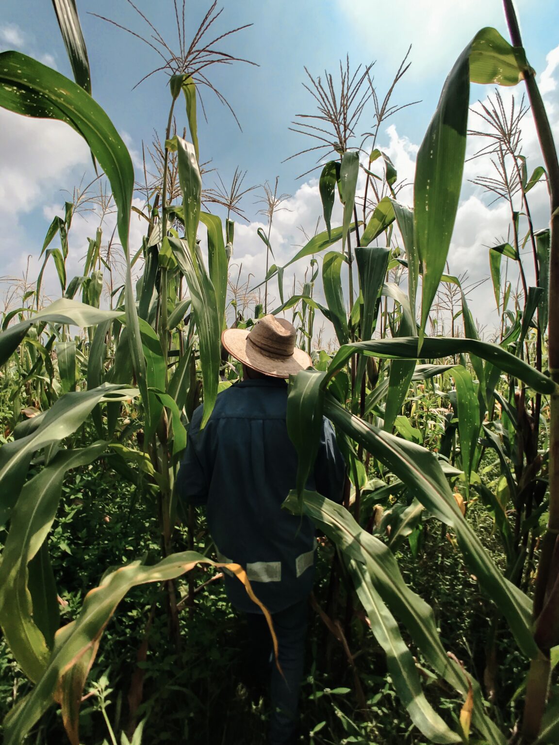 Farmer standing in a wheat field